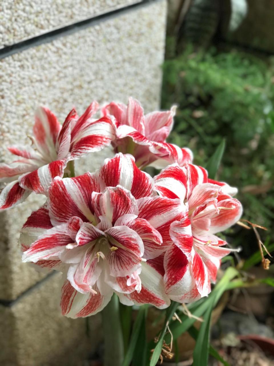 花蓮 達芙妮花園民宿 Ji'an Eksteriør bilde